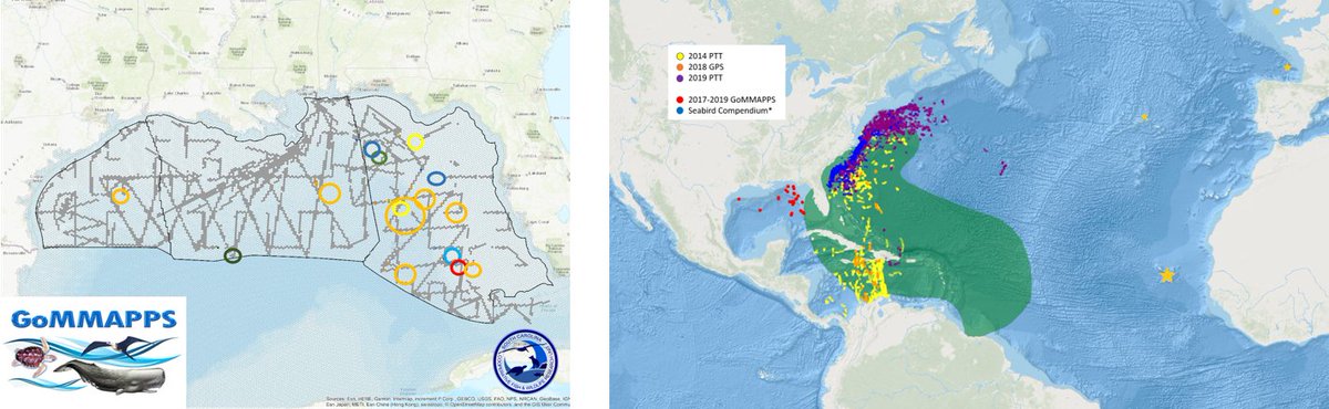 WSUChair's tweet photo. 4 #DistSesh1 #WSTC6 | New data (L) fr vessel surveys #GoMMAPPS = use of entire E-->W span of Gulf of MEX! Extensive oil & gas activity in Gulf = #Conservation issue for spp. #biologging + vessel data + obs at petrel colonies in East ATL (*) = revised range v. previous (R) #InPrep https://t.co/syapUFU7vZ