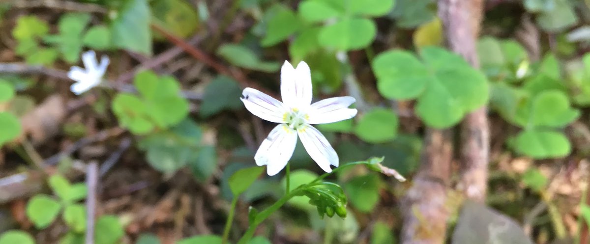 Check out the new Family STEM activity from the Oregon Coast STEM Hub: Ideas to help you and your family look at nature together, with new attention to detail.

blogs.oregonstate.edu/oregoncoastste…

See all the Family STEM posts at bit.ly/2Yx4Evb
#STEMatHome