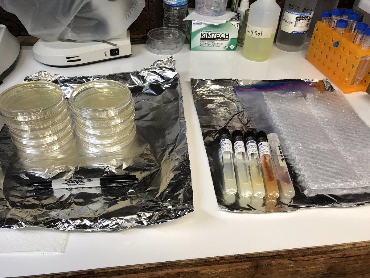 twomicroliters's tweet photo. Switching gears to #microbiology this week. On a quest to find some #midichlorians. #science #stem #distancelearning #shedlab #MayTheFourthBeWithYou https://t.co/j9VnC9pISE
