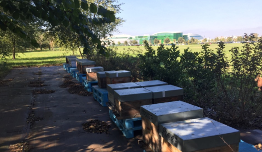 PierreFabre's tweet photo. « May the fourth bee with you »...  ! 

A #Toulouse, sur notre site R&amp;D de l'Oncopole, notre apiculteur a récolté 80kg de miel. 

L'occasion de fêter le démarrage de la 3e saison de notre  programme social et environnemental "Bee Project" 

#MayThe4thBeWithYou #WeArePierreFabre https://t.co/icEB2C5yEk