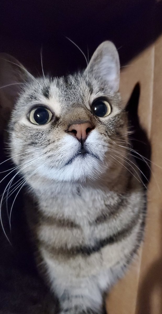 orbpixel's tweet image. Linda out here giving me permission to live