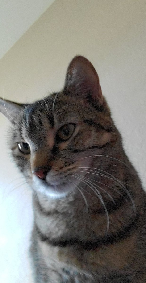 orbpixel's tweet image. Linda out here giving me permission to live