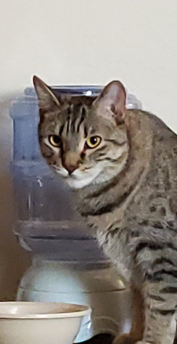 orbpixel's tweet image. Linda out here giving me permission to live