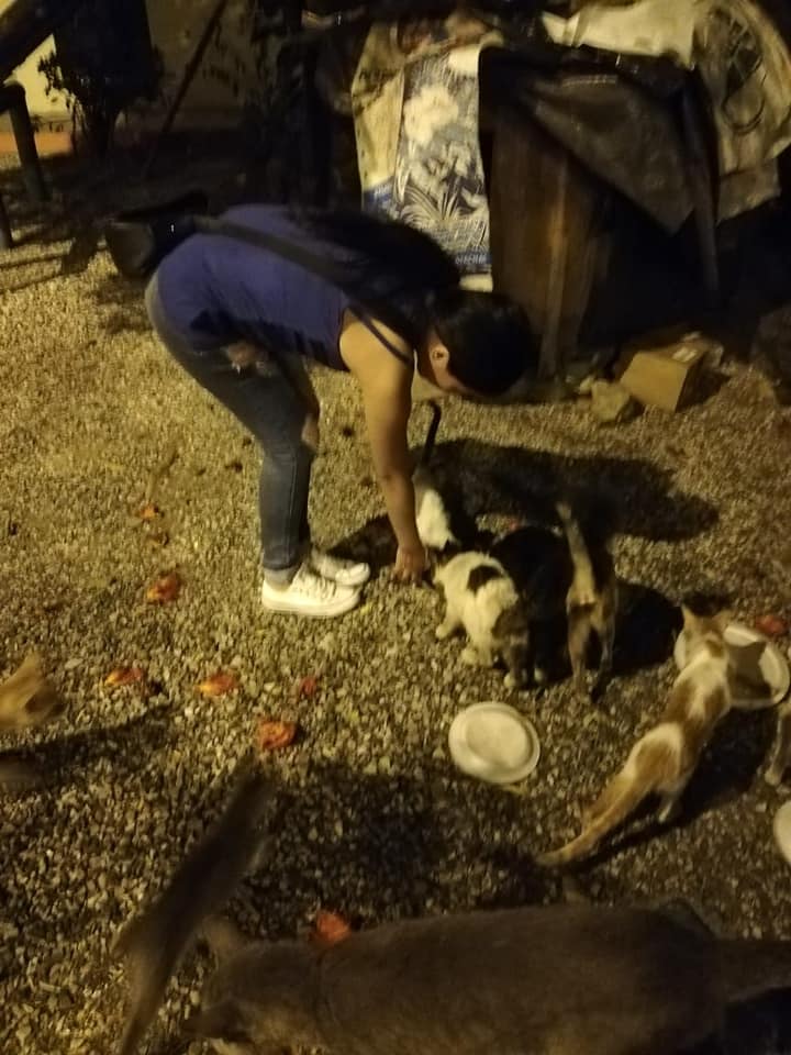 ClubLeonesUGE's tweet photo. se entrego comida a gatos abandonados, trabajo con la jefa de Zona https://t.co/AVO8y50bbJ