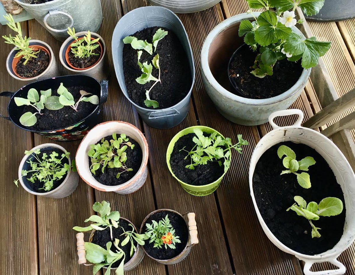 Mixed Vegetable Packs are on sale, available for collection tomo. Each has 12 plants grown from seed here inc. cauliflower, cabbage, marigolds (to deter pests), sprouts, celery &amp; more! Ready to plant in a garden or balcony, see 2nd photo for inspiration! 
surreydocksfarm.org.uk/product/food-g…