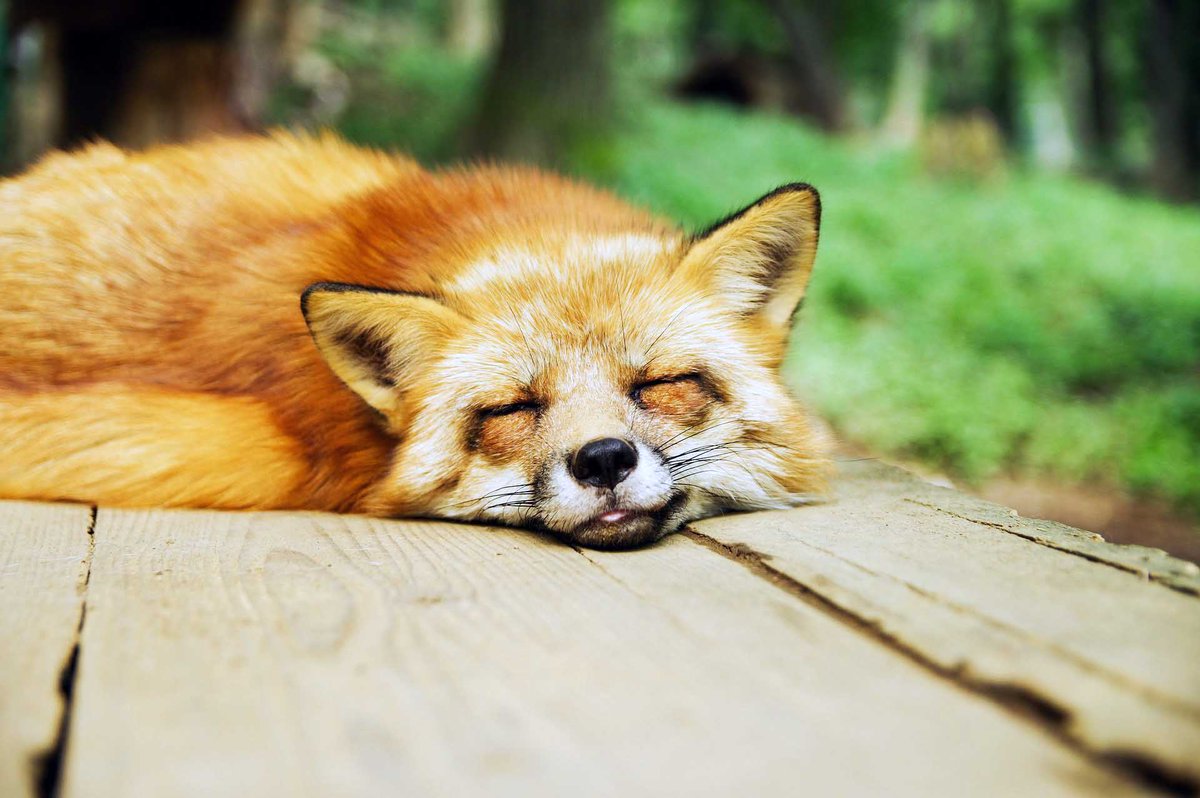 zotova_angel33's tweet image. Снов...
"Главное для меня — не переставать удивляться. Перед отходом ко сну я непременно даю себе наказ с утра пораньше обнаружить что—нибудь удивительное". 
Рэй Брэдбери