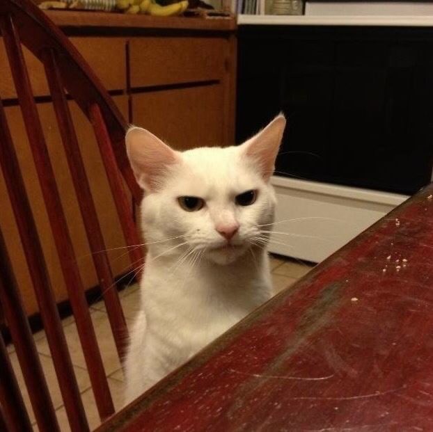 General Hux as cats (@huxascats) on Twitter photo 