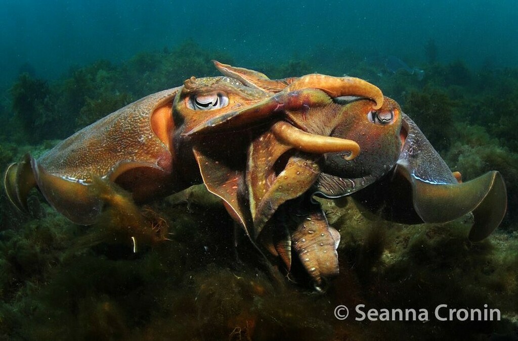 StrangeFish6's tweet photo. Week of the Cephalopods 🦑🐙⠀
⠀
Giant Cuttlefish, Sepia apama (Gray, 1849)⠀
This is the worlds largest Cuttlefish and is found around seagrass habitat and rocky reefs. They have rapid colour changes like all other species. From April to June at Poi… https://t.co/fuR2YnhnJw https://t.co/YXwWZhIS4Y