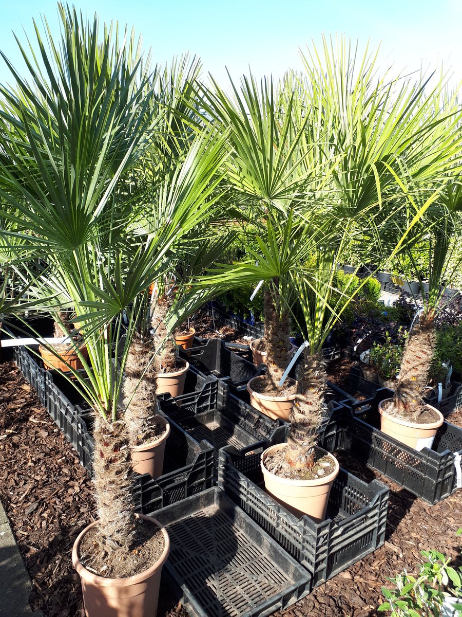 CoenVdijkPlant's tweet photo. Bevrijdingsdag dinsdag 5 mei zijn wij geopend van 9.00 tot 17.00 uur ! #nieuwveen #tuinplanten #tuinieren https://t.co/w9OV46lziX