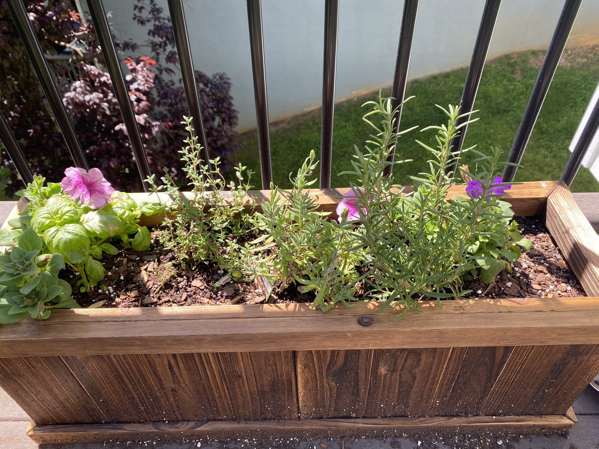 it rained last night. my babies are growing. and i can smell the lavender and rosemary. joy. 