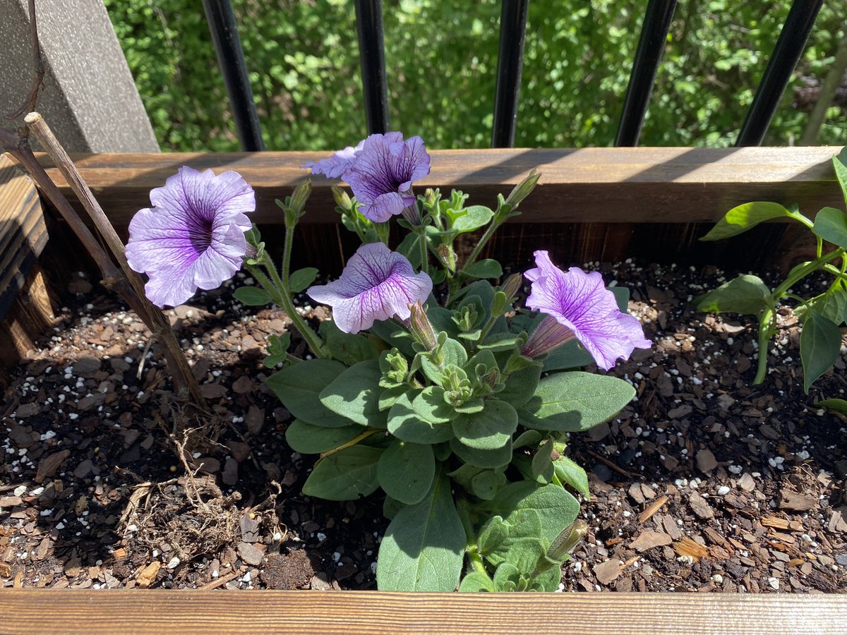 it rained last night. my babies are growing. and i can smell the lavender and rosemary. joy. 