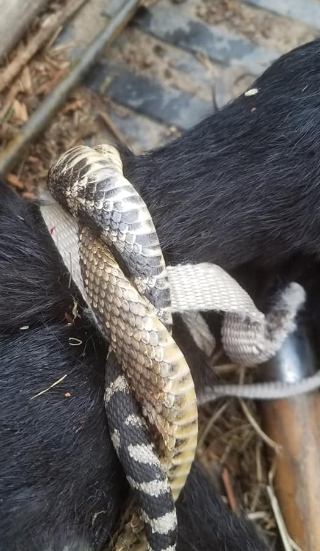 TheDailyCowman's tweet photo. I have seen some #cowboy shit in my lifetime but a buddy had to hogtie a sick calf so he used a rattlesnake he had killed 🤣🤠 https://t.co/x5oM9WrQ1o