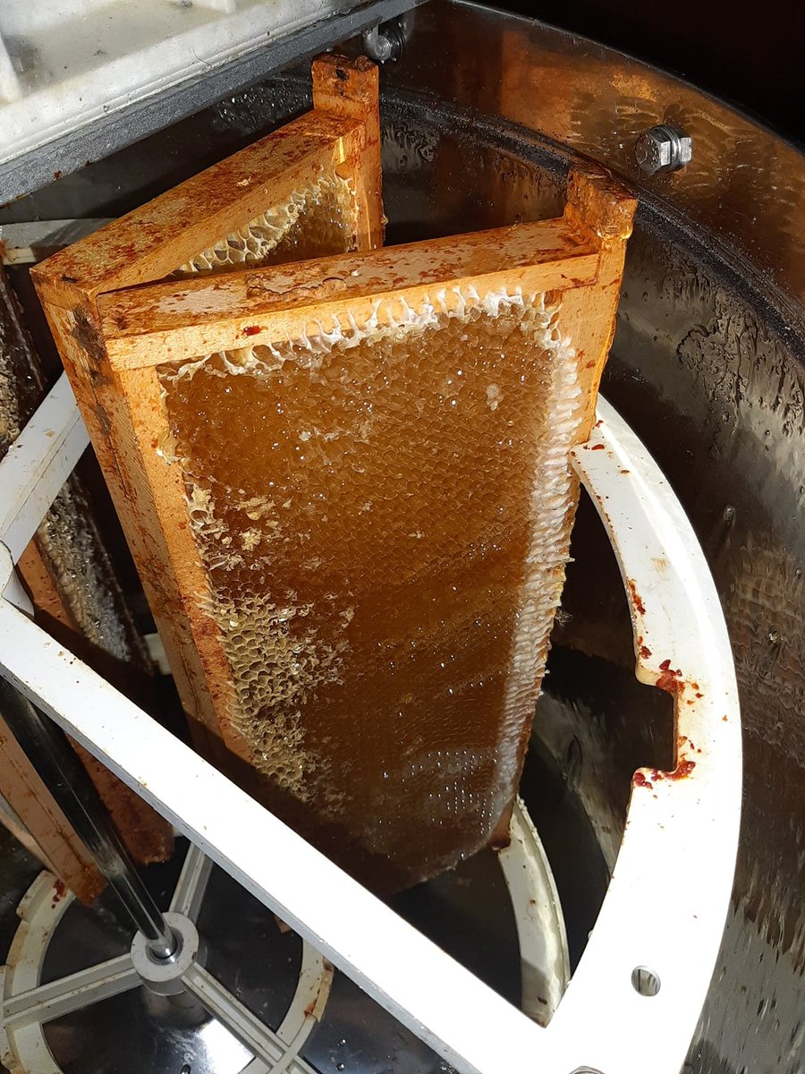 MieldeChampagne's tweet photo. Depuis mardi, nous sommes en pleine récolte du miel de printemps 2020 ! Grosse récolte !!!
Contrairement à ce que disent certains articles et apiculteurs, 🤷‍♂️ cela n'a aucun lien avec les agriculteurs et le confinement, puisque ceux ci n'ont jamais arrêté leurs activités... ! 🧐 https://t.co/KJZp2jCNen