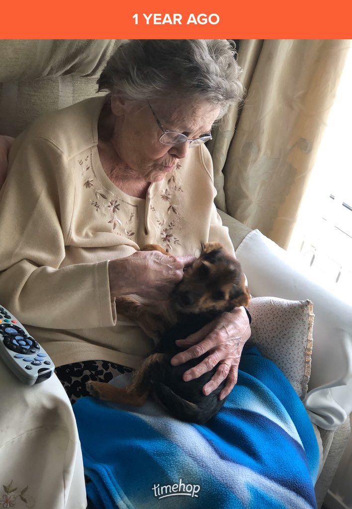 LouHedges's tweet photo. Year ago today two great ladies met... #mrshidensnr and #misshiden the second @LittleDotYorkie https://t.co/VZhTfWs1ku