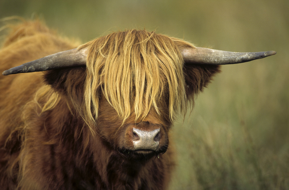 nationaltrust's tweet photo. Is anyone else looking forward to an overdue haircut? https://t.co/5M2Af0ZT1l