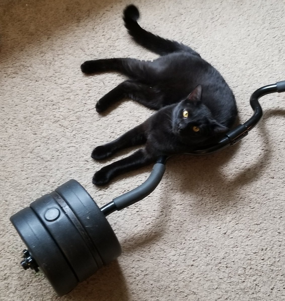 Axios27's tweet photo. That last gif reminded me of my homie Ocho😔😞 That was my dawg.. well cat bu-but you get the expression... https://t.co/TBQAuLrP5f