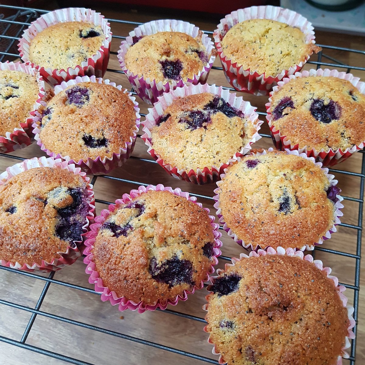 CoeliacGirls's tweet image. No flour. No problem. 
Lemon and blueberry polenta muffins!
#glutenfree #coeliac #selfisolationbaking #polenta