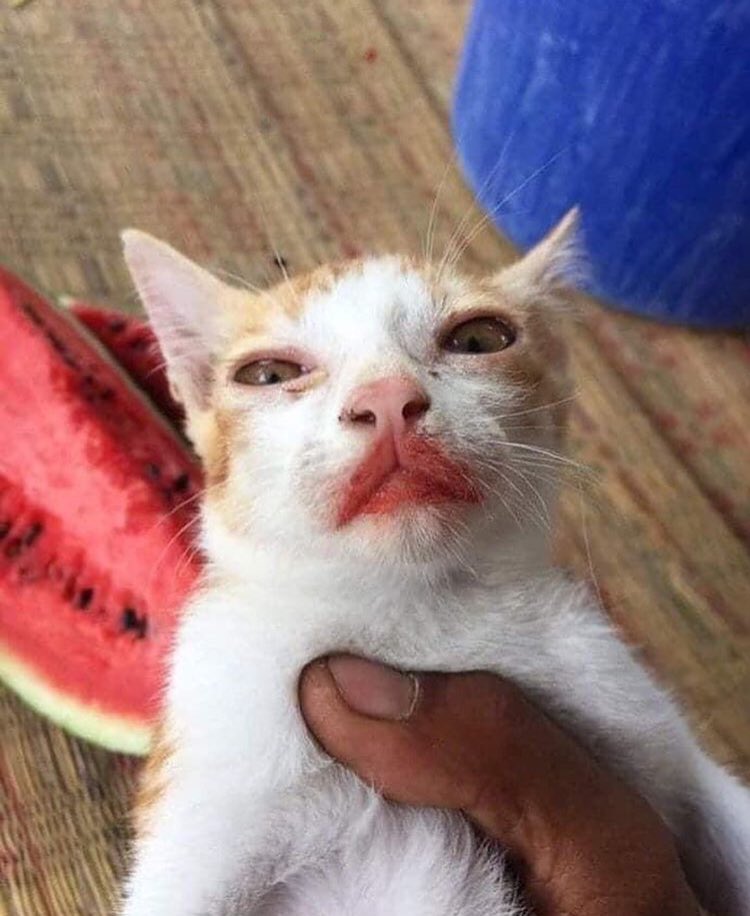 Suicidal Pepe (@imsuicidalpepe) on Twitter photo 