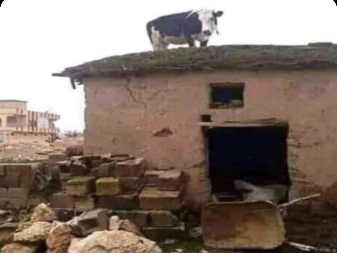 اذا كانت الامور واضحه فلا تسمح لأحد بتضليلك 
انا ايضاً ظننتها بقره إلى ان قلبت الصوره