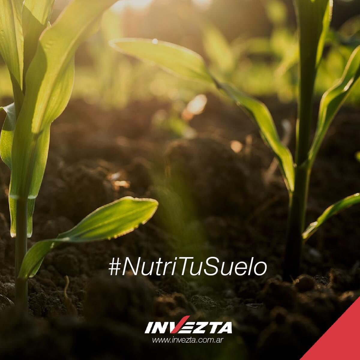 InveztaF's tweet photo. El tiempo es ahora. Llegó el tiempo de agregar nutrientes a tu suelo. 

#NutriTuSuelo 
https://t.co/Ubfw9oZOBk https://t.co/TpFmSWKrZP