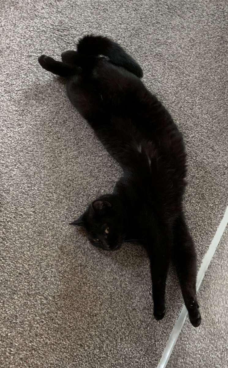 catashians's tweet photo. Sometimes we lie in exactly the same way, but in different areas of the house 🐾

#blackcats #twinning #comfy #siblings #catsoftwitter https://t.co/LHHehEf5uU
