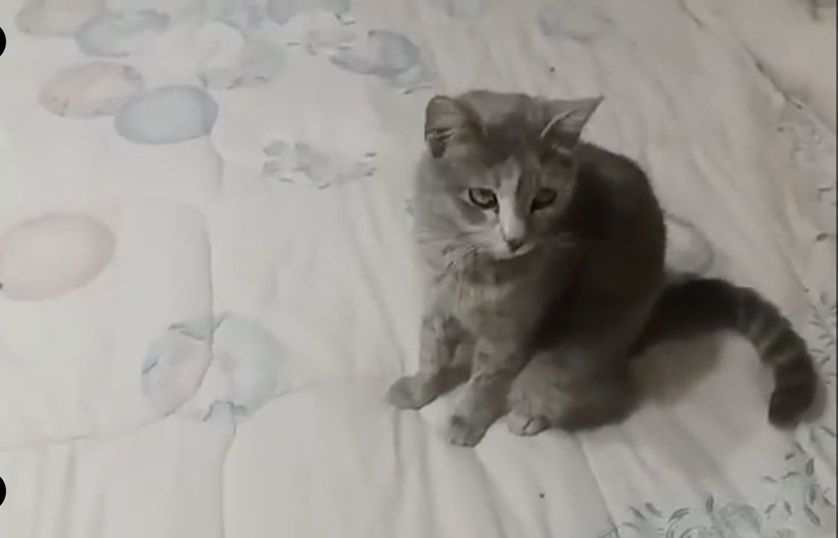amici_da's tweet photo. EMILY, FILIPPO, CHLOE e il PICCOLINO ancora senza nome cercano una casa..aprite il vostro cuore a queste creature meravigliose..❤️ #ipelosettidelmare https://t.co/aVEAQ8mcHN