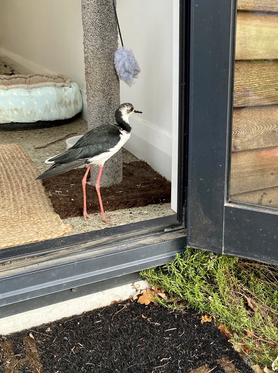 FarmingKingsway's tweet photo. Look what the cat brought in. Not sure how he got it through the cat door #piedstilt https://t.co/nlcNP1FLm1