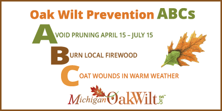 Legacy_Land's tweet image. Avoid pruning oak trees from April 15 to July 15. Oak trees are at highest risk of oak wilt infection, a serious fungal disease that can weaken trees in the white oak group and kill trees in the red oak. ow.ly/wCeC50zwCAh #oakwiltawareness #oakwilt #oakwiltprevention