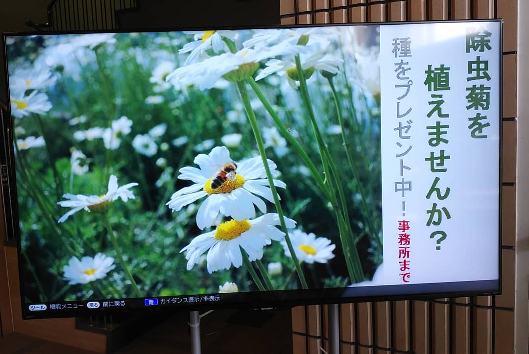 金八みかん 店舗の除虫菊もまもなく開花 ここ有田市は蚊取り線香発祥地 出身の 金鳥 で知られる大日本除虫菊 の創業者 上山英一郎氏が蚊取り線香を発明 除虫菊栽培を全国に広めました 10年程前 有田市の会社が除虫菊を栽培 それを原料に用いた 金八みかん 店舗の除虫菊もまもなく開花 ここ有田市は蚊取り線香発祥地 出身の 金鳥 で知られる大日本除虫菊 の創業者 上山英一郎氏が蚊取り線香を発明 除虫菊栽培を全国に広めました 10年程前 有田市の会社が除虫菊を栽培 それを原料に用いた