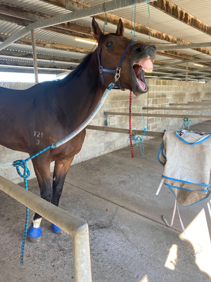 Neil Dyer Racing tweet media