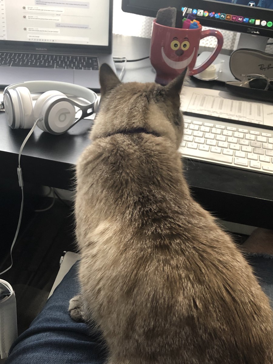 FabComLive's tweet photo. This is Cordelya, and she has been helping out our Creative Director, Trevor! She doesn't understand why Trevor isn't listening to her paw-some ideas.

#FabCom #MarketingAgency #IntegratedMarketing #AdvertisingAgency #NewCoworkers #Pets #WorkingFromHome https://t.co/HHhqjoktar
