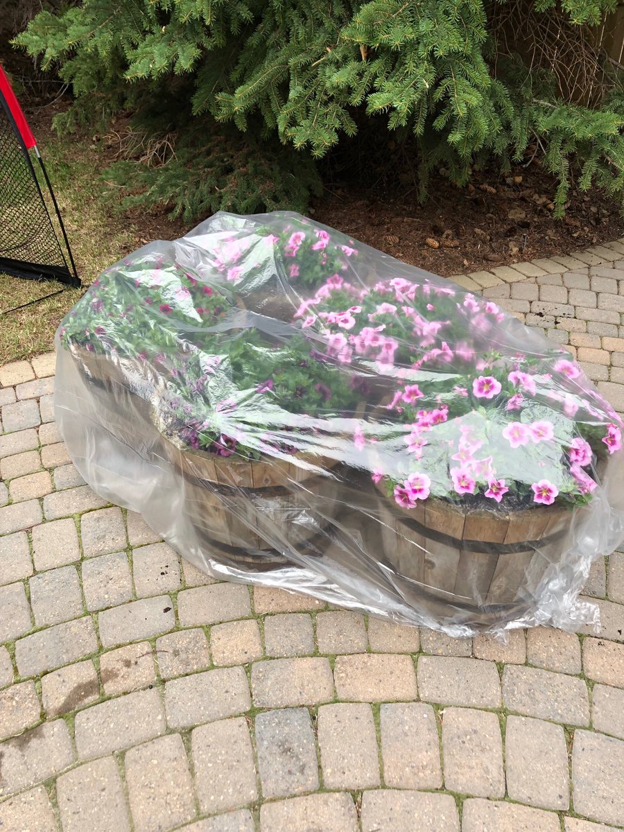 KJS_golf's tweet photo. ⁦@CTVdavidspence⁩ thanks for the heads up !  #protectingourearlyplanting https://t.co/vPb1tSsw3J