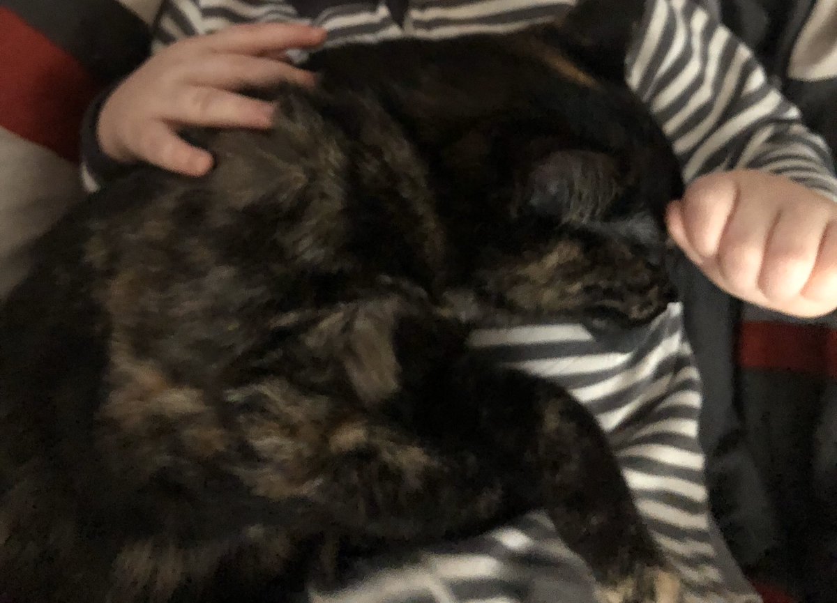 98Wyatt's tweet photo. Hi Twitter, my sisters cat (echo) has gone missing since sometime late last night/early this morning. If you have seen or see her please let me know! Thank you https://t.co/Rcm9dM8RsF