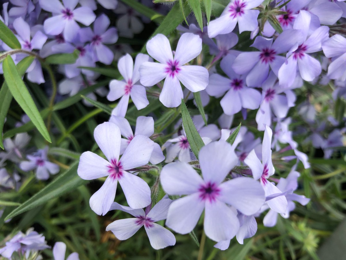 ddhorror's tweet photo. Check out the beautiful flower plants we have just in time for Mother’s Day 
# Walmart Toms River https://t.co/UFgN6NfFgQ