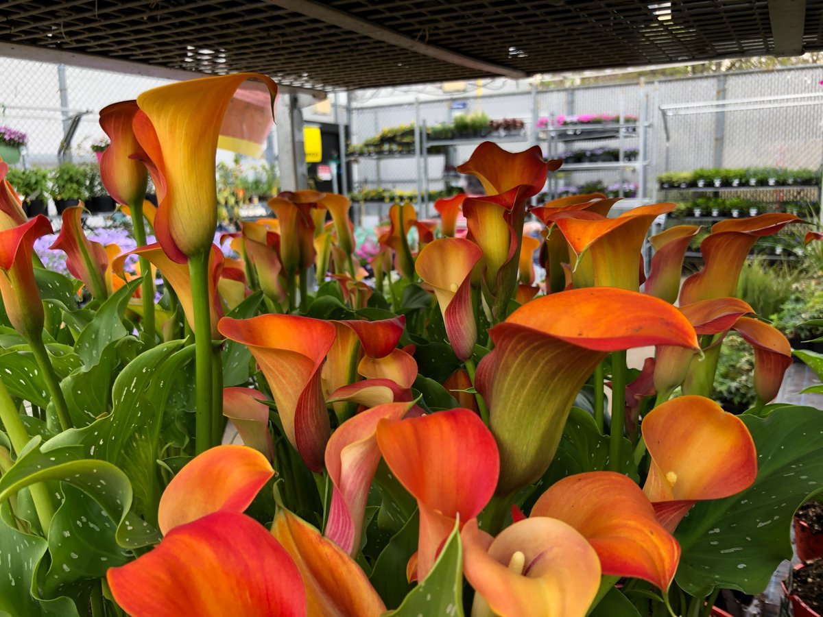 ddhorror's tweet photo. Check out the beautiful flower plants we have just in time for Mother’s Day 
# Walmart Toms River https://t.co/UFgN6NfFgQ