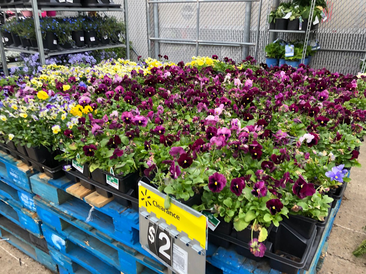 ddhorror's tweet photo. Summer is coming   Start your garden now 
Walmart in Toms River, nj has your needs https://t.co/DBaJisnH3v