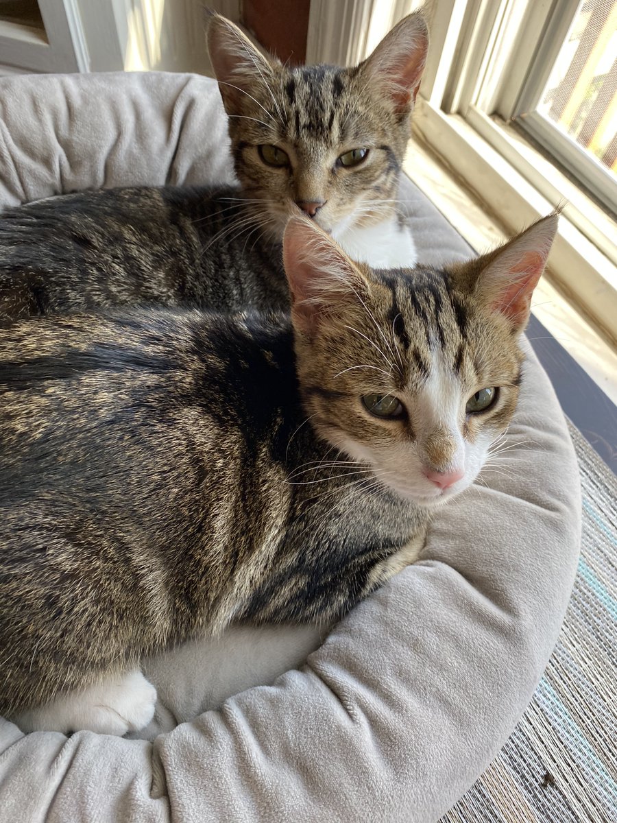 Watershed PCS tweet media