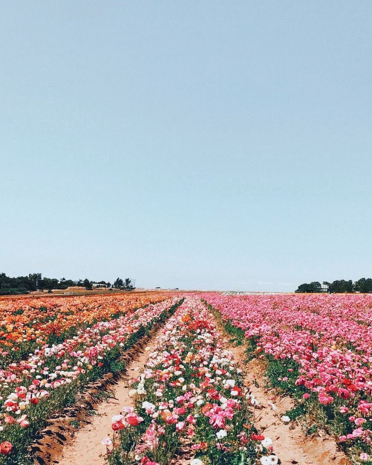 🌷 (@flowerimgs) on Twitter photo 