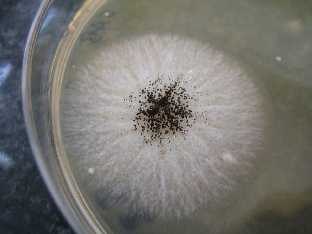 Most fungi (yeasts excepted) consist of a network of fine, hairlike filaments that spread throughout the soil or whatever the fungus is growing on. The individual threads are called "hyphae" (from the Greek word meaning 'web') and the mass of them is referred to as the "mycelium"