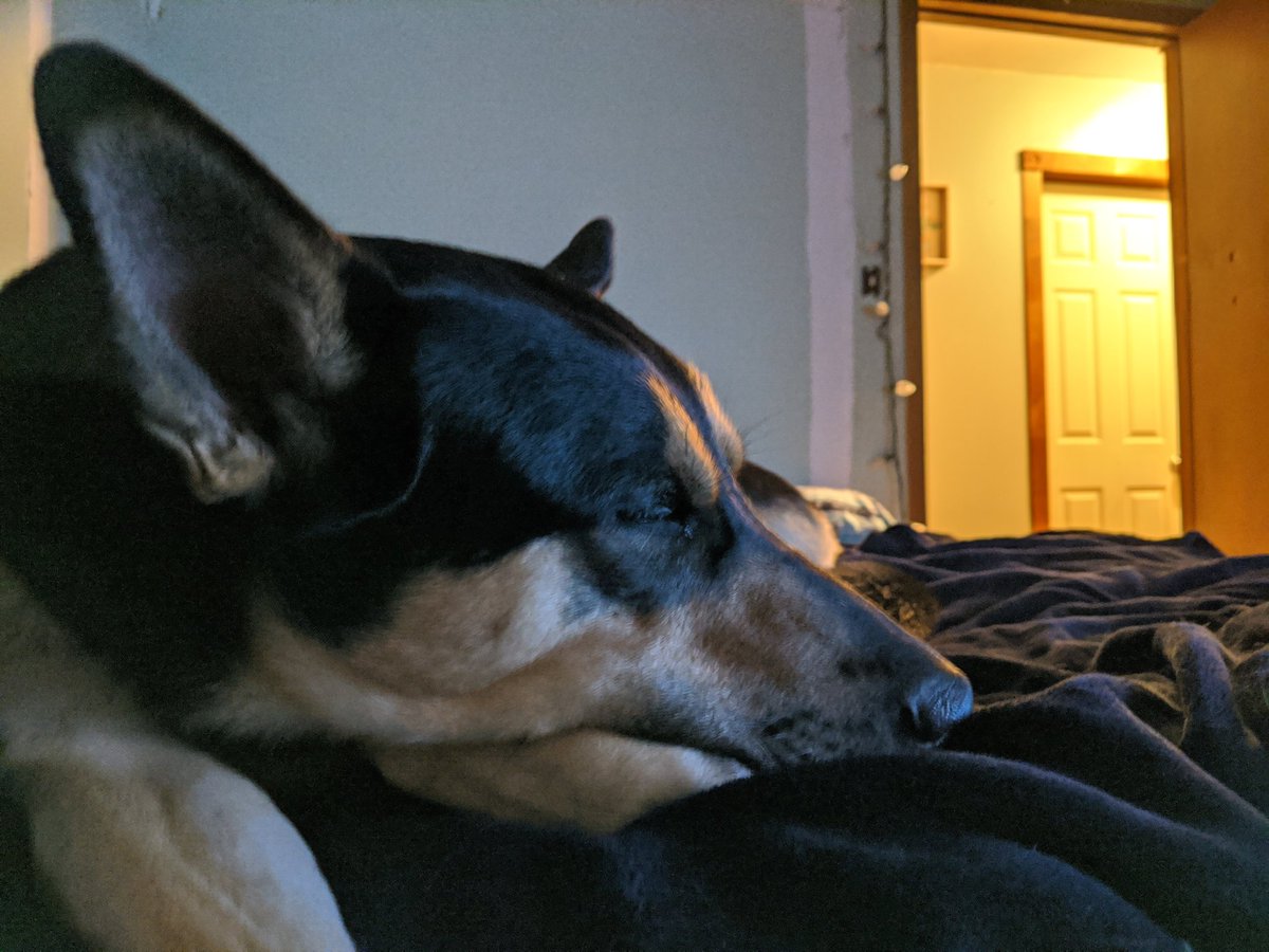 maggie_cummings's tweet photo. Mister Makoons
#rezdog
#nimosh https://t.co/pftogIBc1C