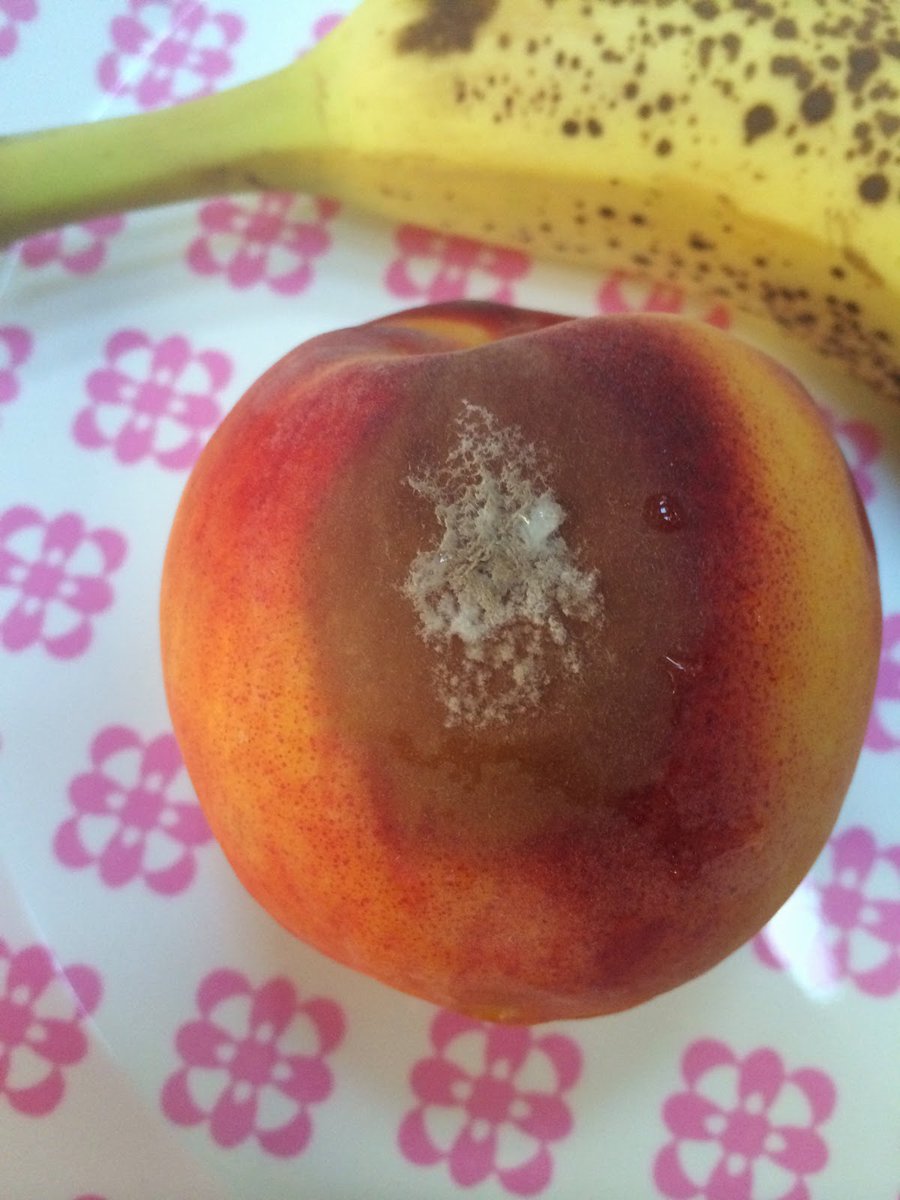 This is why patches of mould on a fruit become soft or even liquid; the fungus is digesting the plant cells and liquifying them so the nutrients can be absorbed through the hyphae walls.