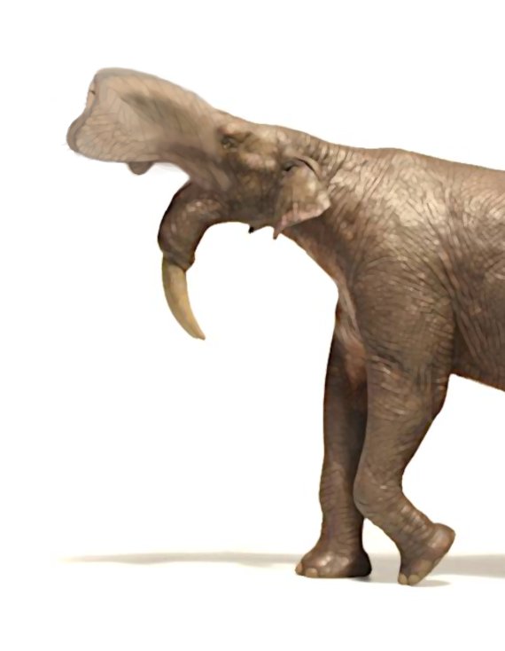 Deinotherium (white background)