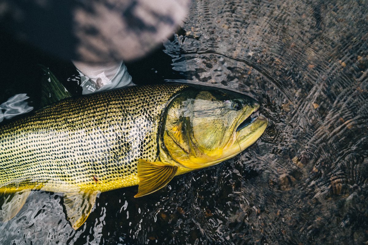 jungleangler's tweet photo. The beauty of the beast ...
Ph: Nick Kelley 
#flyfishing #untamedangling #tsimane #tsimanelodges #flyfish #jungleangling #jungleflyfishing https://t.co/DAIVPm8LgZ
