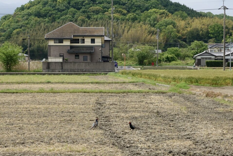 野生のキジに遭遇