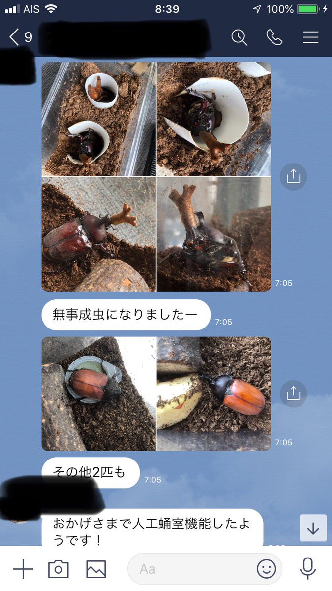 佐藤マメコ 友人宅のカブトムシが湿気が足りないせいか土の上で蛹化しちゃったようなんですが 土に埋めてあげたほうがよいのでしょうか 他の幼虫もまだ土の中にいて 水分を足そうにも下手に掘り起こすのもまずそうで放置しているそうです 飼育方法わかる 佐藤マメコ 友人宅のカブトムシが湿気が足りないせいか土の上で蛹化しちゃったようなんですが 土に埋めてあげたほうがよいのでしょうか 他の幼虫もまだ土の中にいて 水分を足そうにも下手に掘り起こすのもまずそうで放置しているそうです 飼育方法わかる