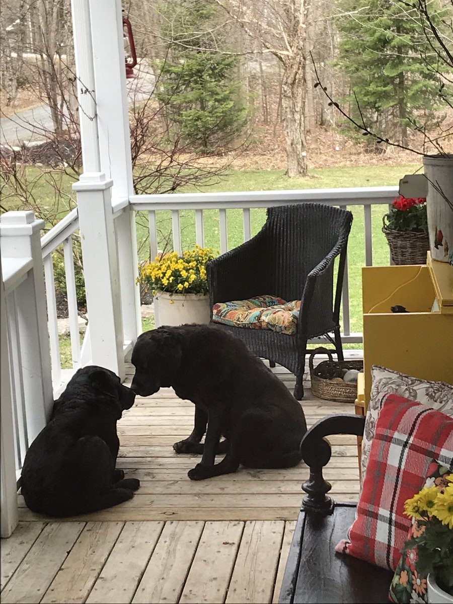 LisaMcilmoyle1's tweet photo. Getting each other through a pandemic as well as everyone else around them. ๐ถ๐ถ๐#lockdownsaviours #dogcelebration #dogsarelove
#joyology https://t.co/xbdtjKKMTt