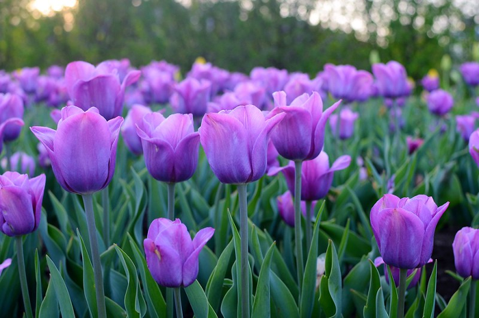 WorldOfCardGamz's tweet photo. Congratulations to sue and RevEggum for their overall victory in the "Spring Flowers" Spades tournament! https://t.co/yM7iD69PCp