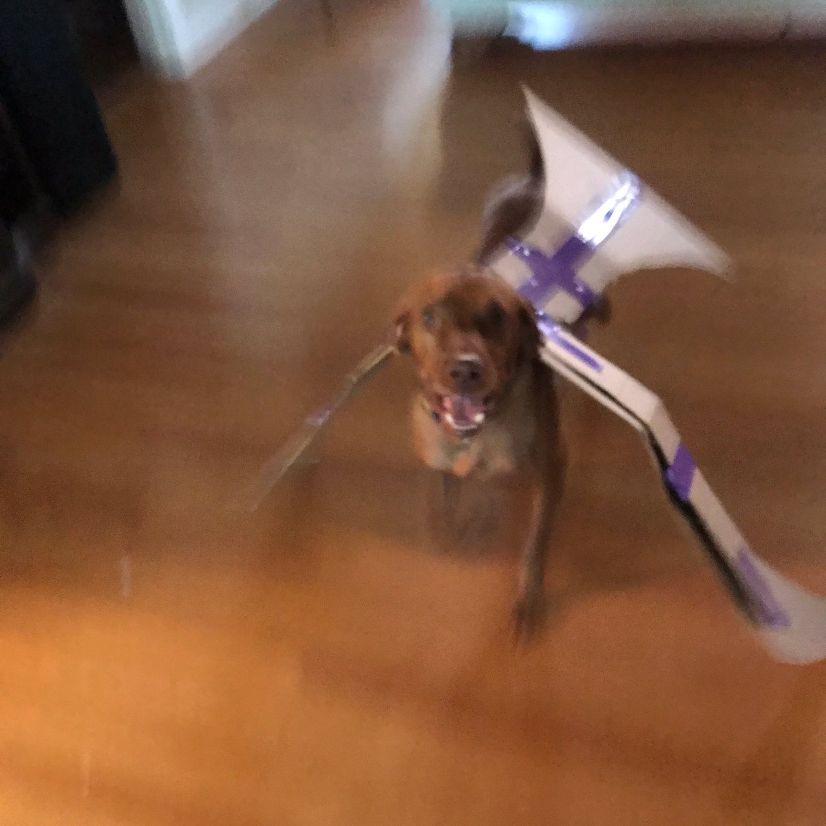 FalconsXC_EHS's tweet photo. #falconchallenge  Create the Falcon mascot using household items. 
Is Rusty a household item? 😂@KAkins_EHS  @gbrasg https://t.co/lD3kd2lszc