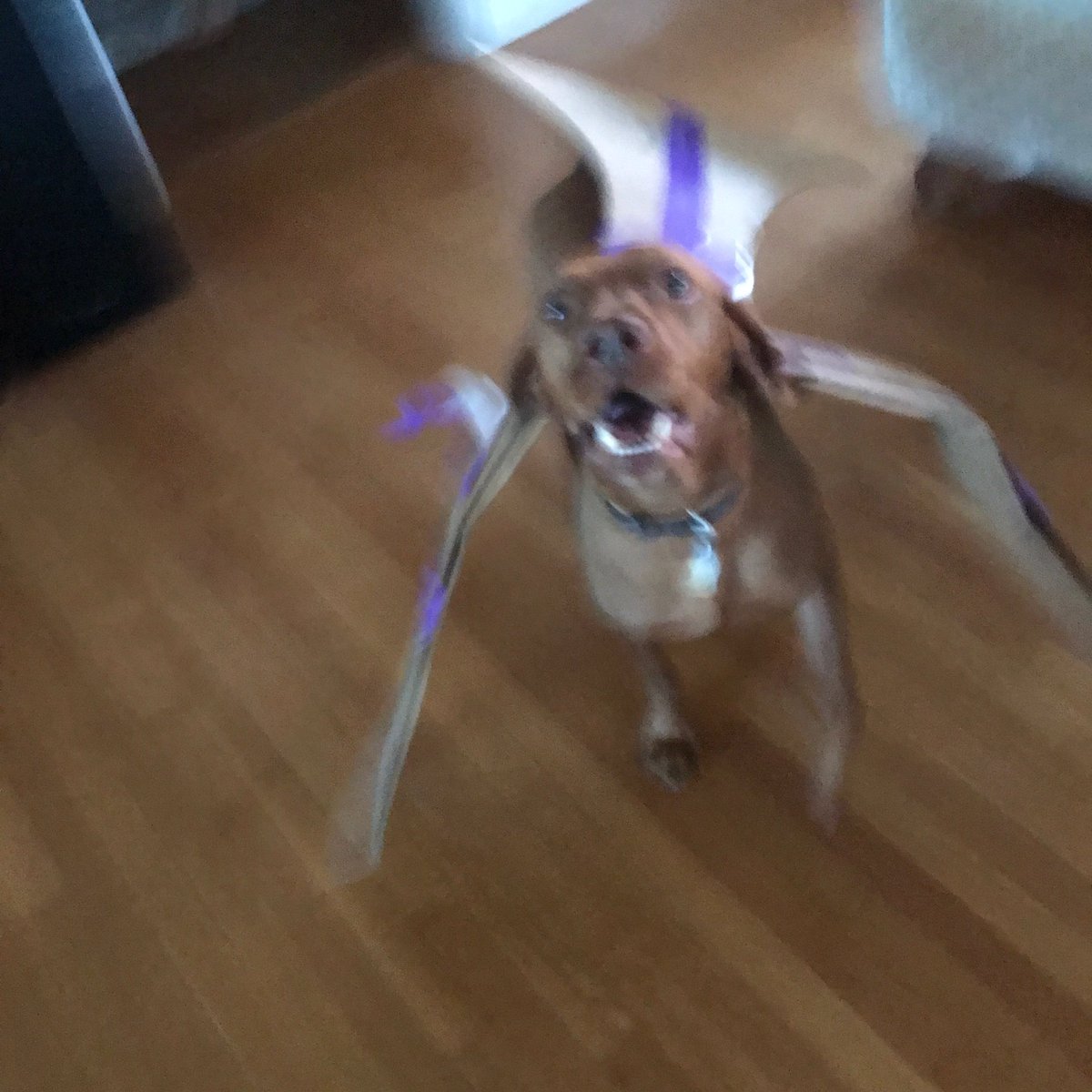 FalconsXC_EHS's tweet photo. #falconchallenge  Create the Falcon mascot using household items. 
Is Rusty a household item? 😂@KAkins_EHS  @gbrasg https://t.co/lD3kd2lszc