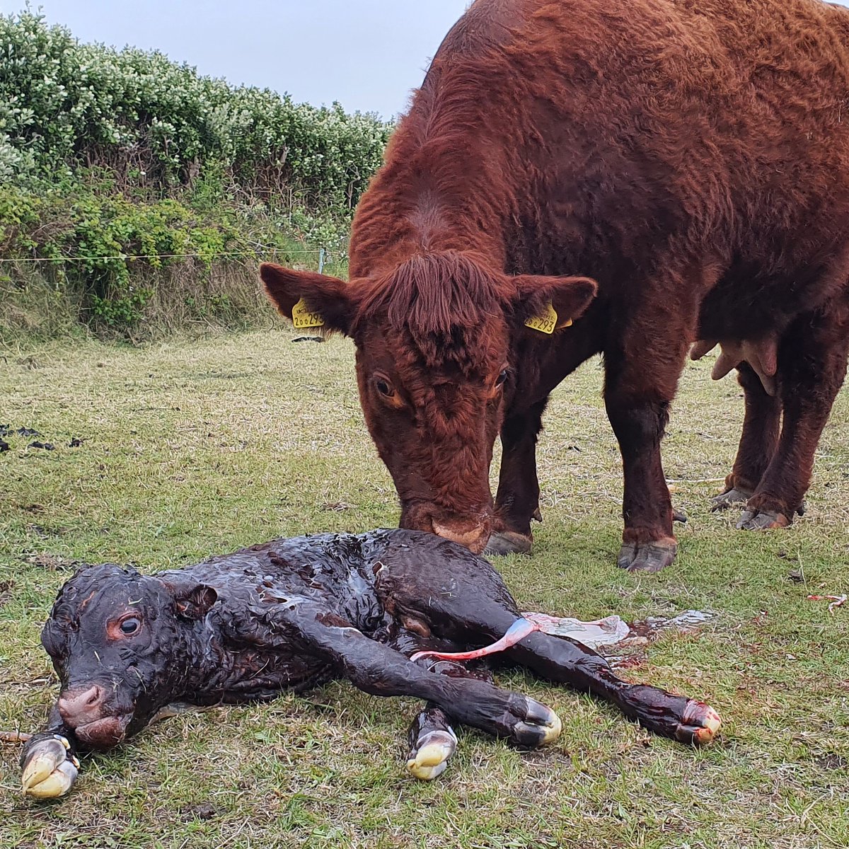Been a busy day, 2 healthy calves.